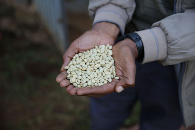 Two hands holding coffee beans in Ethiopia
