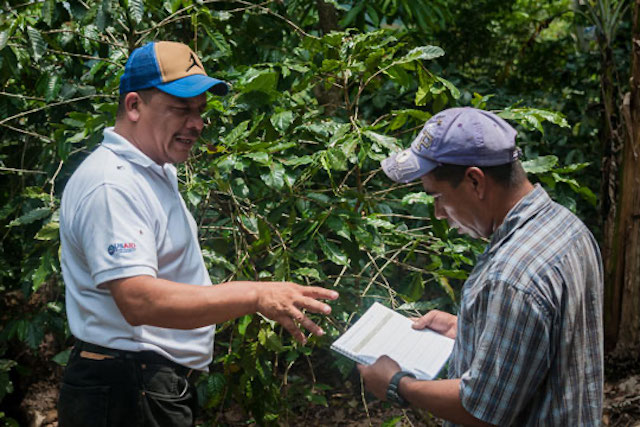Coffee farmers in Guatemala learn best practices