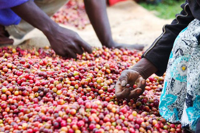Coffee cherries are inspected by hand
