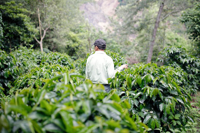 Landscape of Guatemalan coffee 