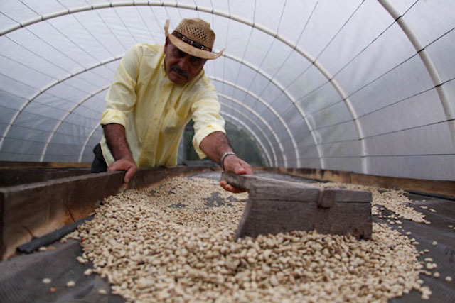 A smallholder coffee farmer in Honduras