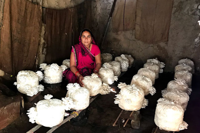 Shanti Patel with her mushroom incubation unit in her home