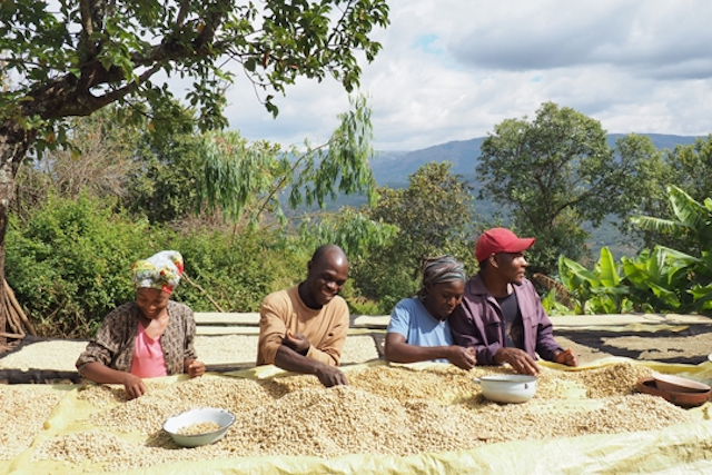 Coffee farmers in Zimbabwe's Eastern Highlands