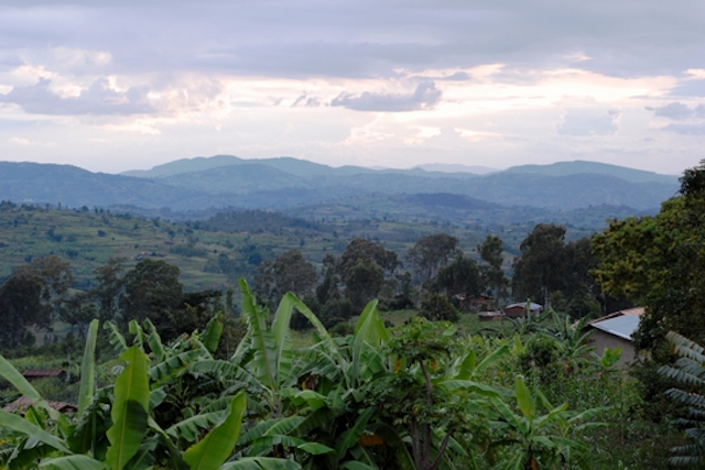 A Rwandan coffee landscape