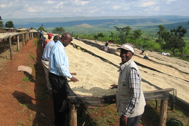 Coffee dries on large drying beds in Rwanda