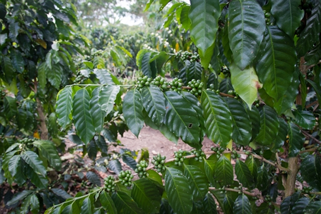 Coffee trees in San Martin, Peru