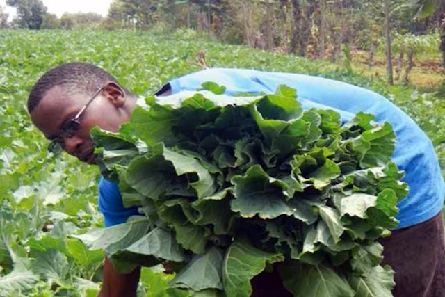 Jackson Rugara harvesting kale 
