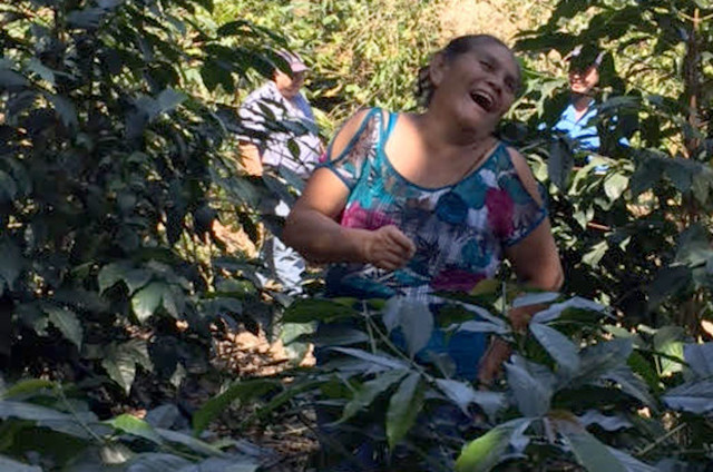 Guatemalan coffee agriculture 