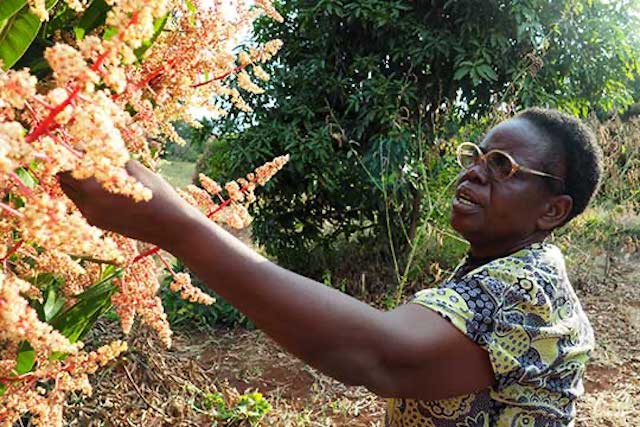 Magdalene Gachungiri examines her mango trees