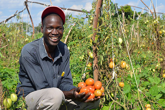 Farmer starting his tomato farm 