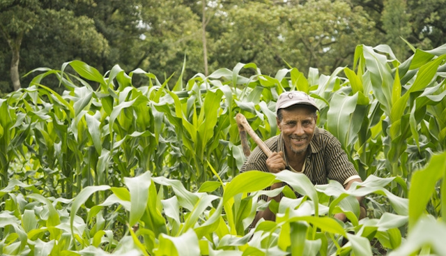 Ethiopian farmer standing in his field of crops