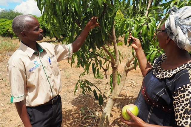 TechnoServe business advisor training a farmer to minimize damage to her mango crop