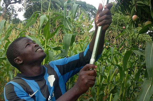 Kenyan farmer harvests mangoes in YieldWise project