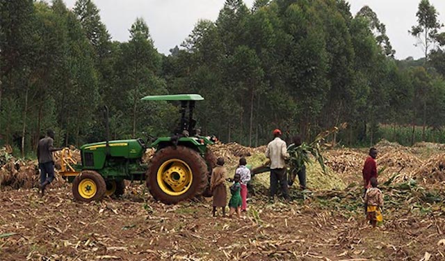 Mechanized Service Provider (MSP) shredding maize for fodder in Kenya