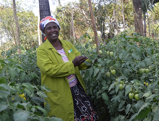 Tabitha Muthoni on her tomato farm in Kenya