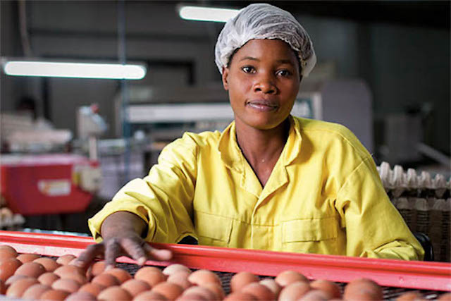 Facility worker on an egg production line