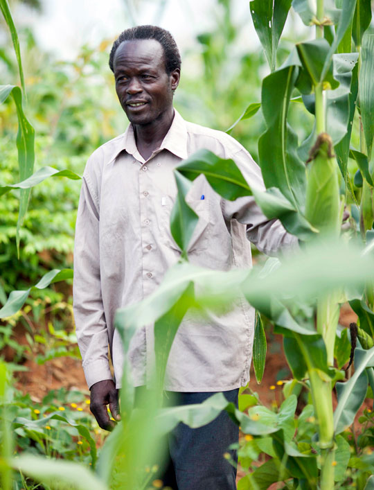 Francis Obwona with corn crop on farm in Uganda