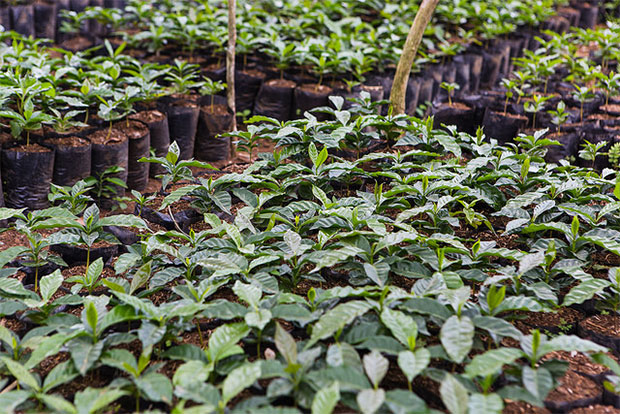 Growing coffee beans