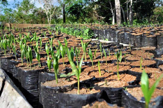 Palm trees planted by entrepreneurs in Brazil 