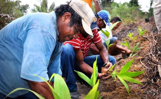 Brazilian farmers planting palm trees in Bahia