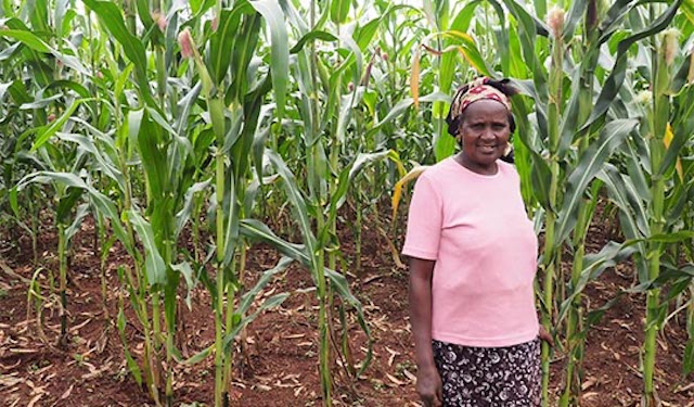 Veronica Musoti, diary and maize farmer, showing off her crops