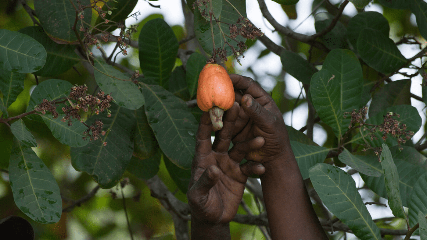 Cashew Apple, Benin