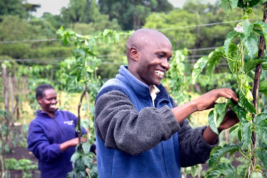 Kenyan entrepreneur fruit farmers 