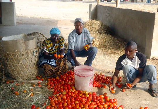 Farmers sorting tomatoes in Tanzania 