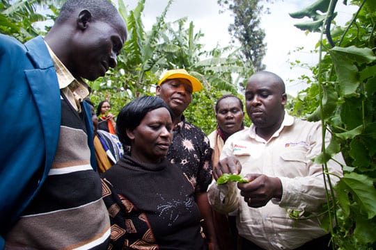 Ugandan crops being examined 