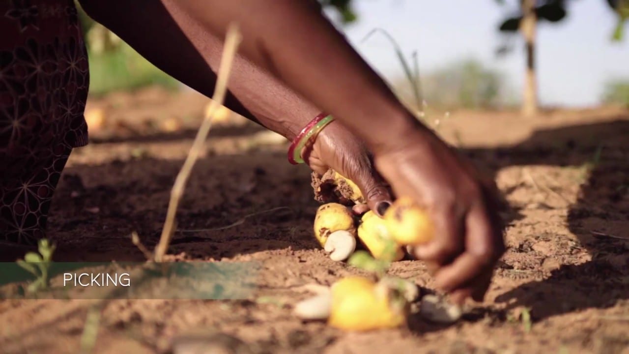 Woman picking cashews in Africa