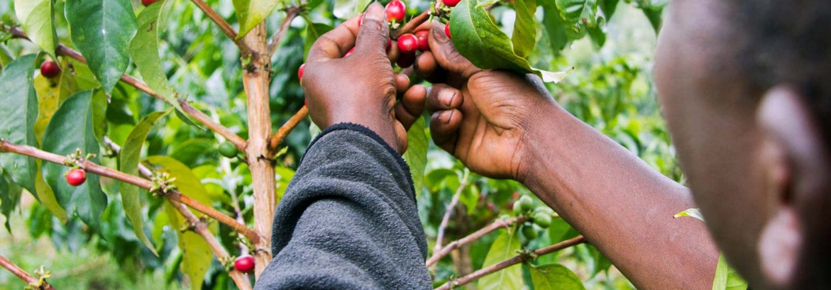 Farmer picking coffee cherries in kenya