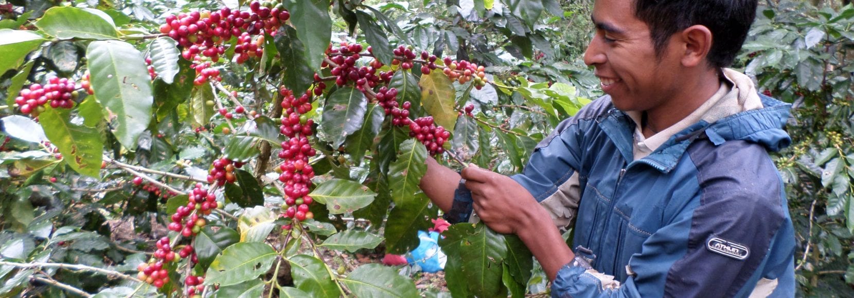 Man inspecting coffee cherries in Honduras