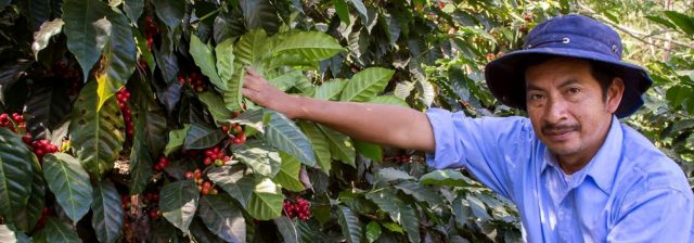 Agricultural Businesses and Guatemala - TechnoServe