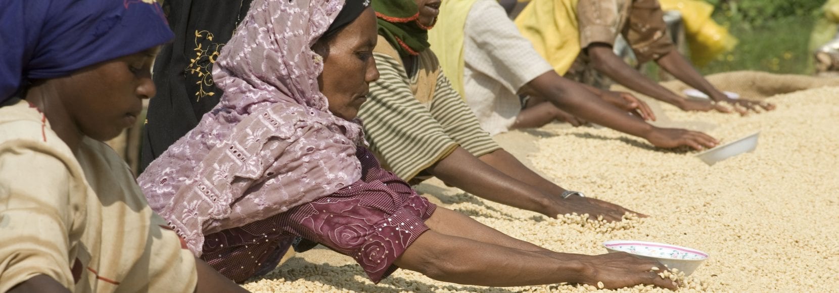 Group of Ethiopian farmers drying out coffee beans