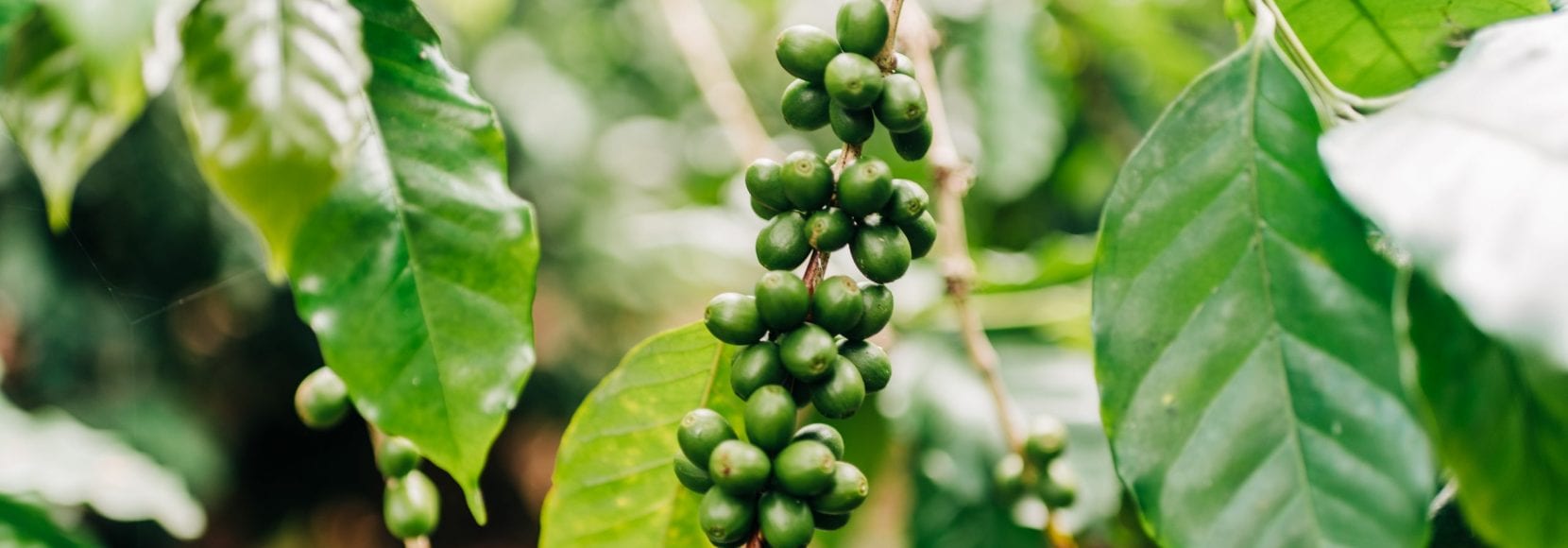 Coffee beans on the vine in Ethiopia