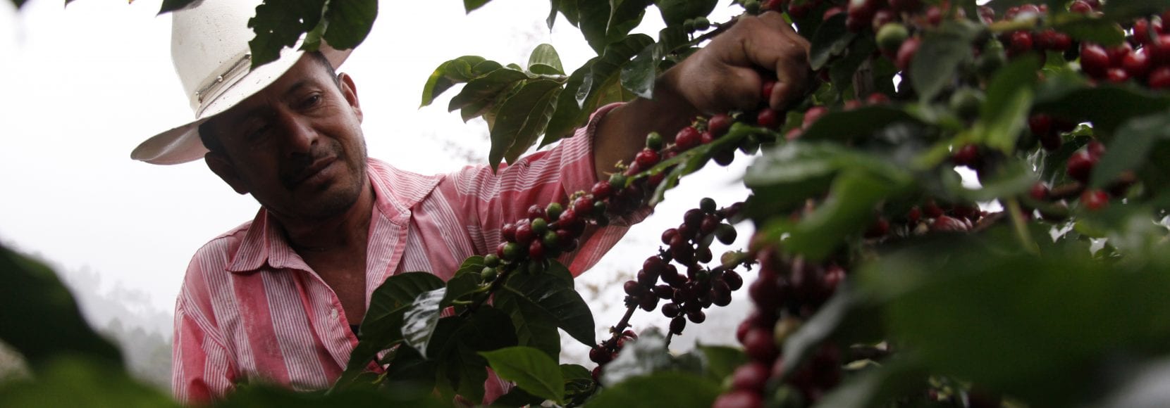Man working picking coffee cherries