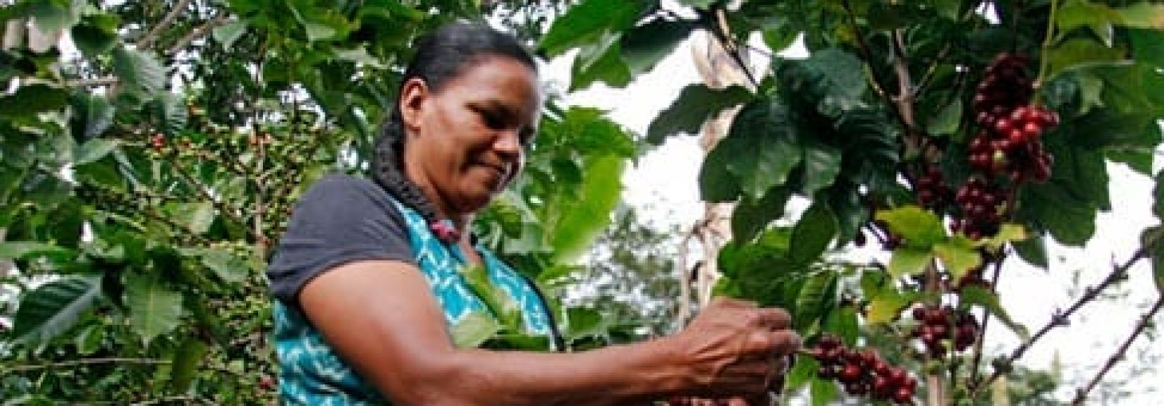 Woman picking coffee cherries into a basket