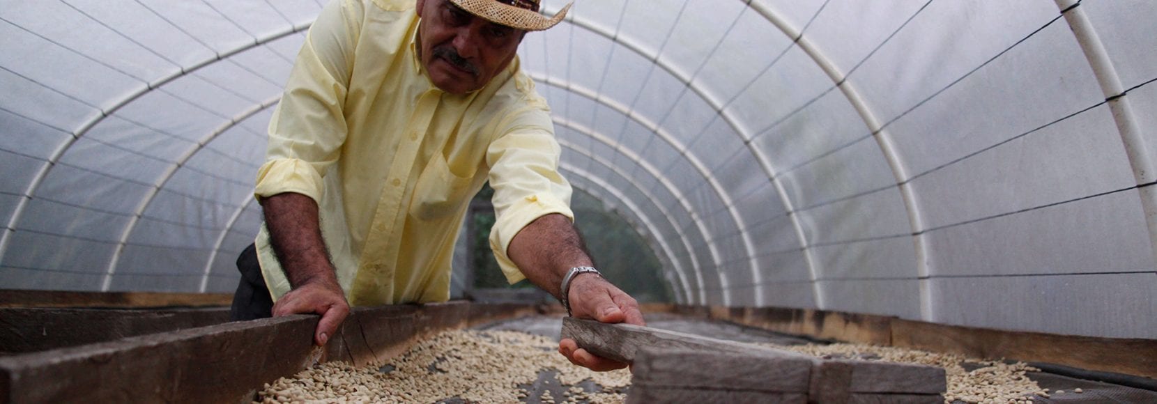 Man in Honduras raking coffee beans