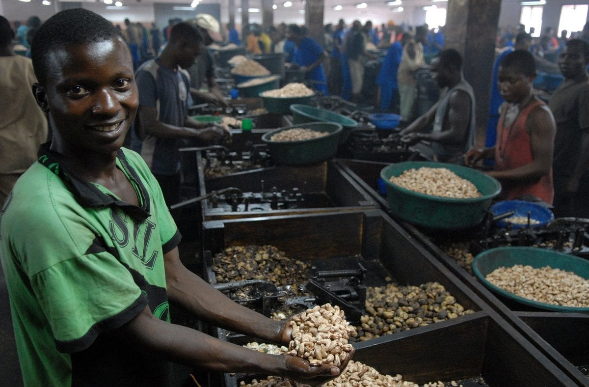 A critical professional in the competitive cashew industry, this young man works as a cashew processor in Mozambique