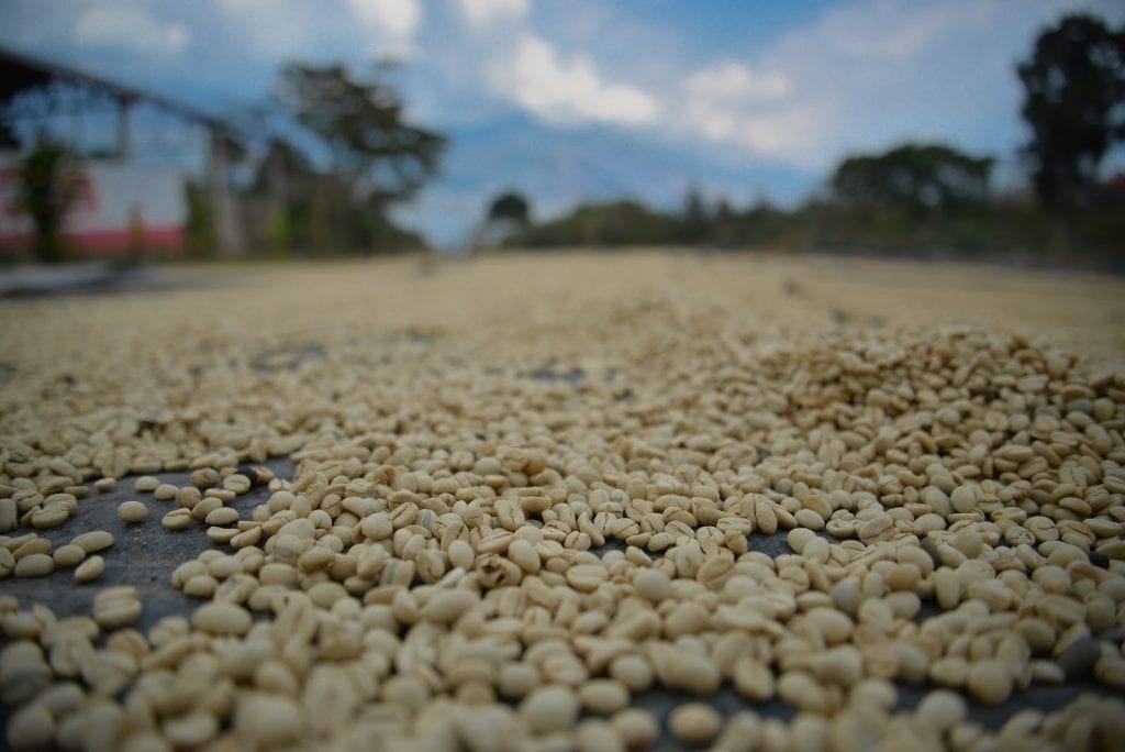 Coffee beans in Peru