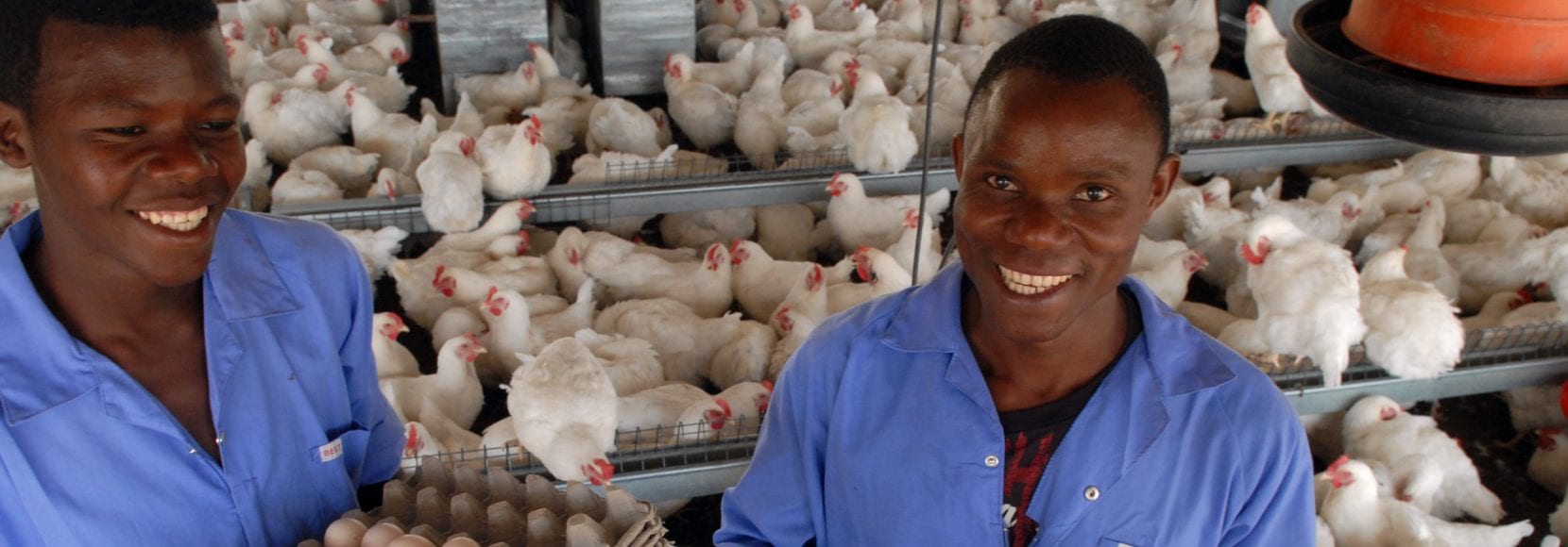 Mozambique poultry industry workers