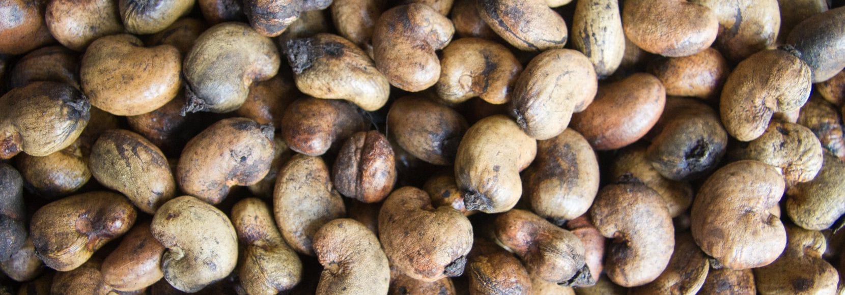 The cashew industry is an essential focus among TechnoServe programs. This photo features a close-up of cashews in shell, Agri-Business Company cashew factory, Touba, C™te d'Ivoire. Cashews in shell, Agri-Business Company cashew factory, Touba, Côte d'Ivoire.
