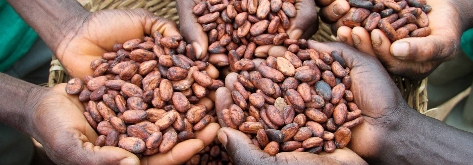Corporate Sustainability Page Hero Image: Cocoa farmers holding dried cocoa beans in Ghana