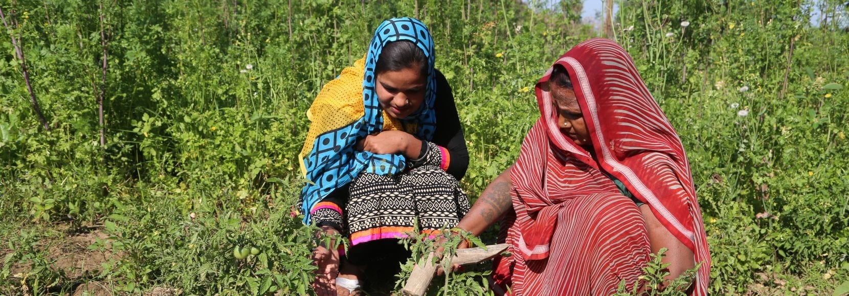 Two women inspecting their crops in India