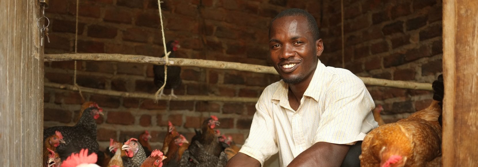 Man smiling while working with chickens