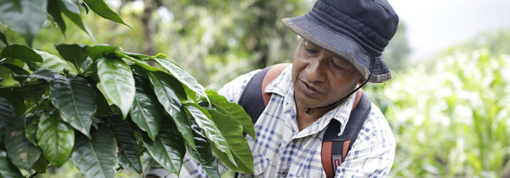 Man inspecting his coffee trees