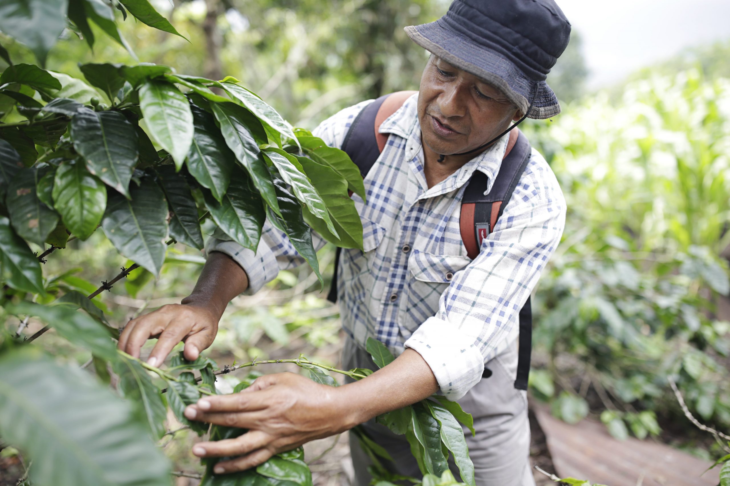 Coffee Consumer Spotlight: Guatemalan Coffee - TechnoServe