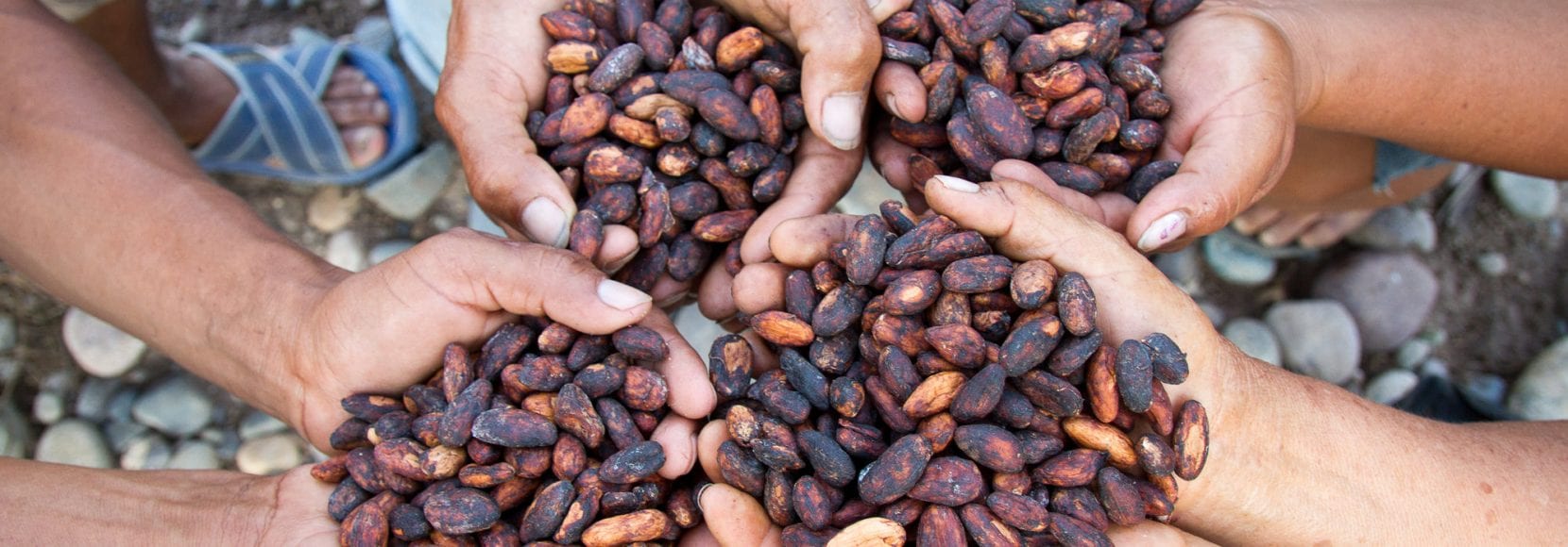 Association of Cacao Producers, Las Mercedes Community, Bellavista, San Martín, Perú.