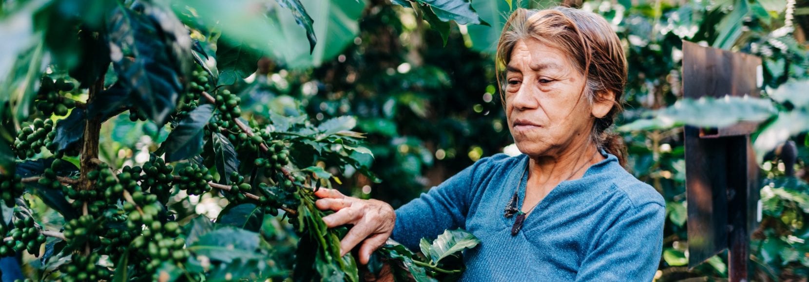 Woman picking coffee beans off the vine