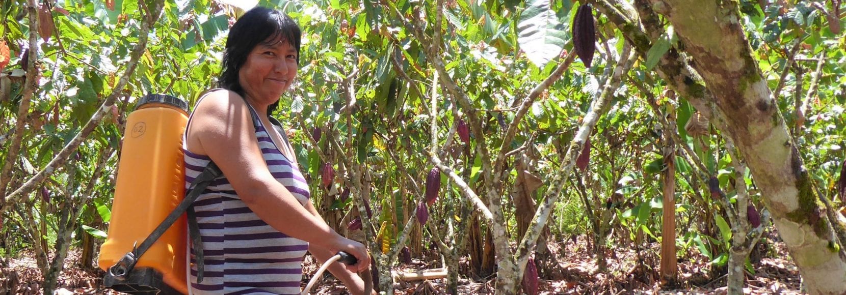 Woman working through her cocoa crops